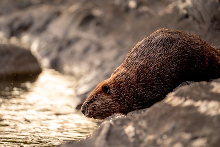 Beaver - brown rodent-like creature - at sloped water's edge